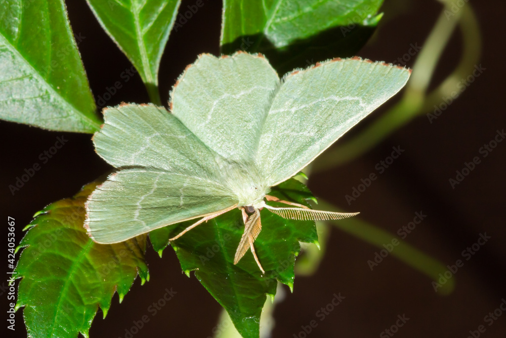 The Sussex emerald (lat. Thalera fimbrialis), of the family Geometridae. The Sussex emerald (lat. Thalera fimbrialis), of the family Geometridae.
