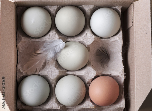 organic eggs in the box