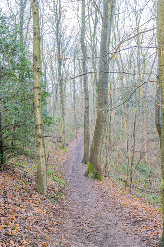 Narrow dirt path between bare trees with very thin trunks, wild plants and dry leaves on the ground, cloudy day with light fog in the Dutch nature reserve of Cannerberg, South Limburg, Netherlands photo