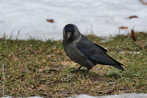 Close-up of a black gray jackdaw on a spring thawed patch with green grass and old brownish leaves on a cloudy day.