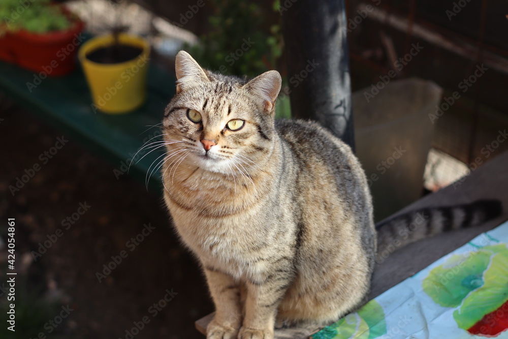 Fototapeta premium cat in the garden