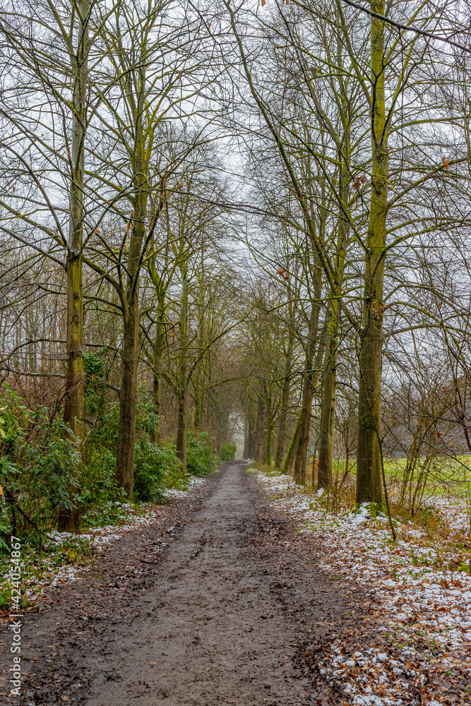 Straight dirt road between huge bare trees, wild plants, green grass and remnants of snow in Kelmonderbos forest, cloudy winter day in South Limburg, Netherlands Straight dirt road between huge bare trees, wild plants, green grass and remnants of snow in Kelmonderbos forest, cloudy winter day in South Limburg, Netherlands