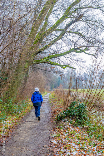 Mature woman walking along a dirt path between bare trees and a valley with green grass, with her back to the camera, rainy day in the Dutch forest of Kelmonderbos, South Limburg, Netherlands © Emile
