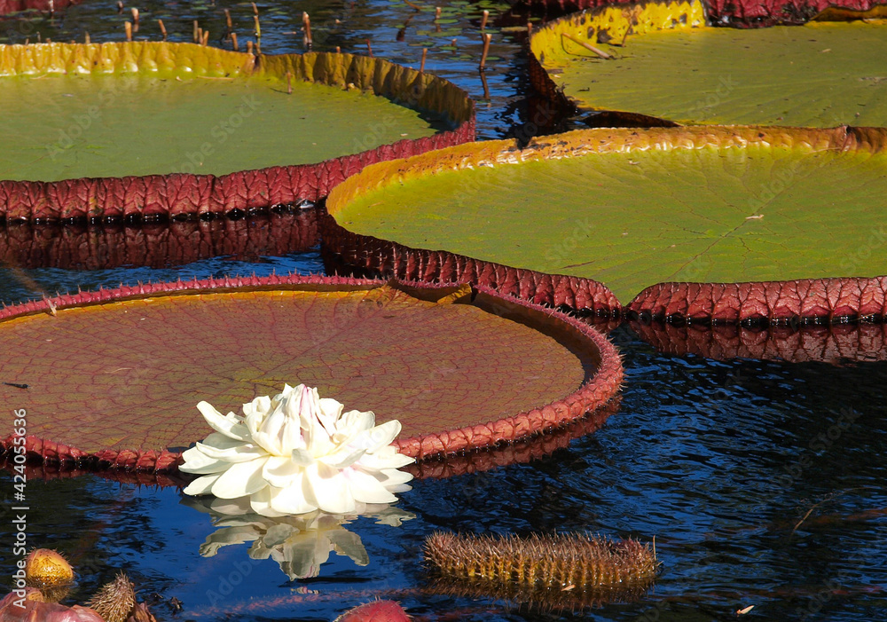 White water lilies floating on water with green leaves.