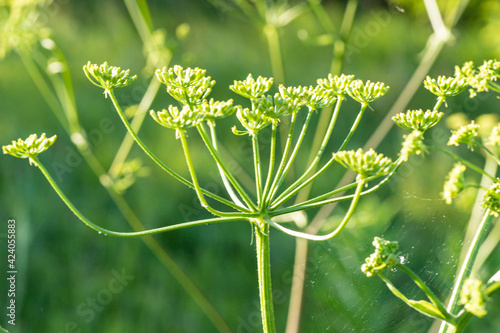 Heracleum sosnowskyi, Sosnowsky's hogweed, giant heads of cow parsnip seeds, a poisonous plant family Apiaceae on a meadow against grass photo