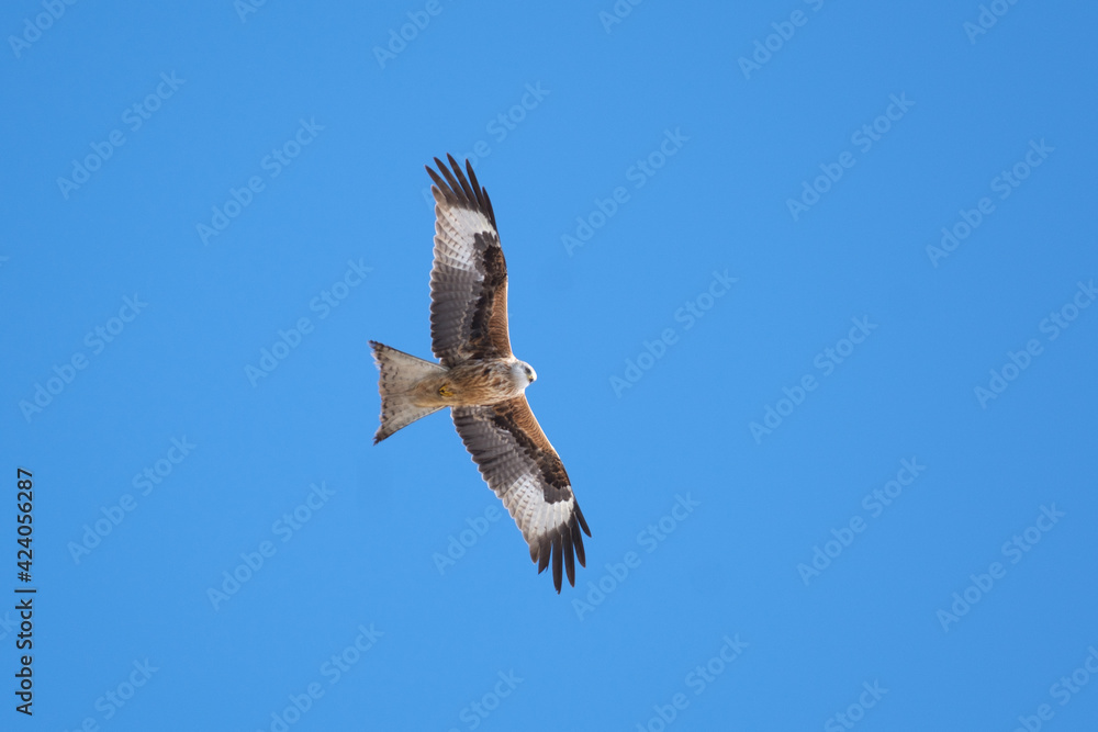 Fototapeta premium seagull in flight