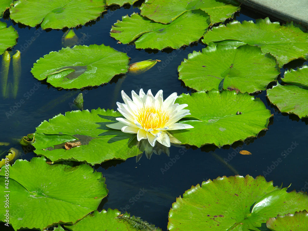 Yellow water lilies floating on water with green leaves. Yellow water lilies floating on water with green leaves.