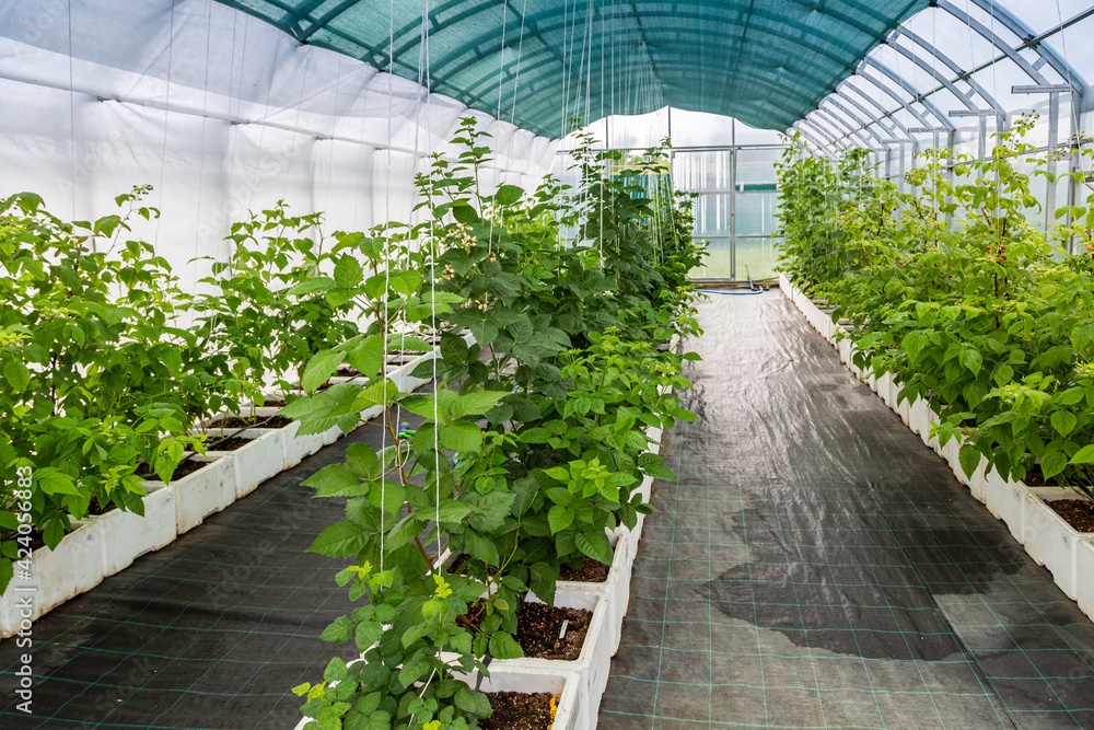 Raspberry cultivation, raspberry mother plant in a greenhouse. Raspberry plants growing in a greenhouse. 