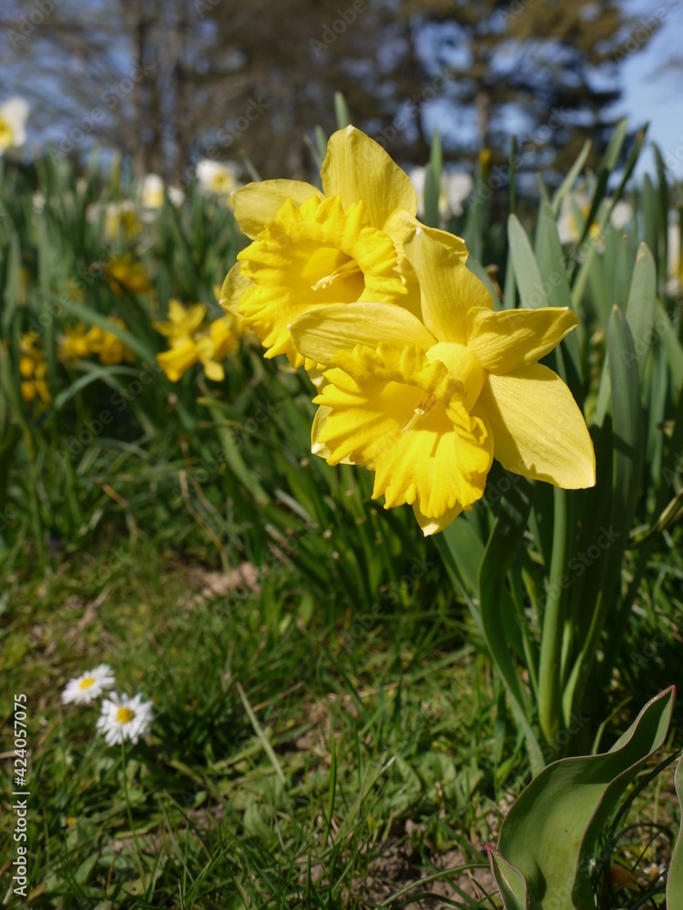 Frühlingsblumen Frühlingsblumen