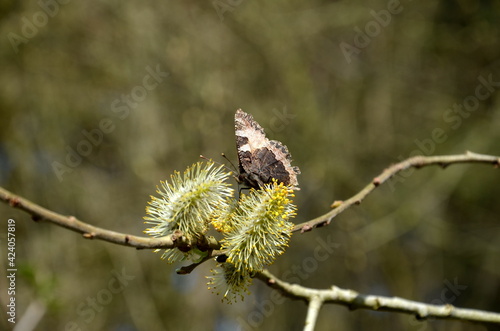 pussy willow in spring photo