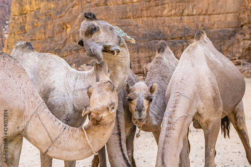 Close up on camel funny cute face, Chad, Africa