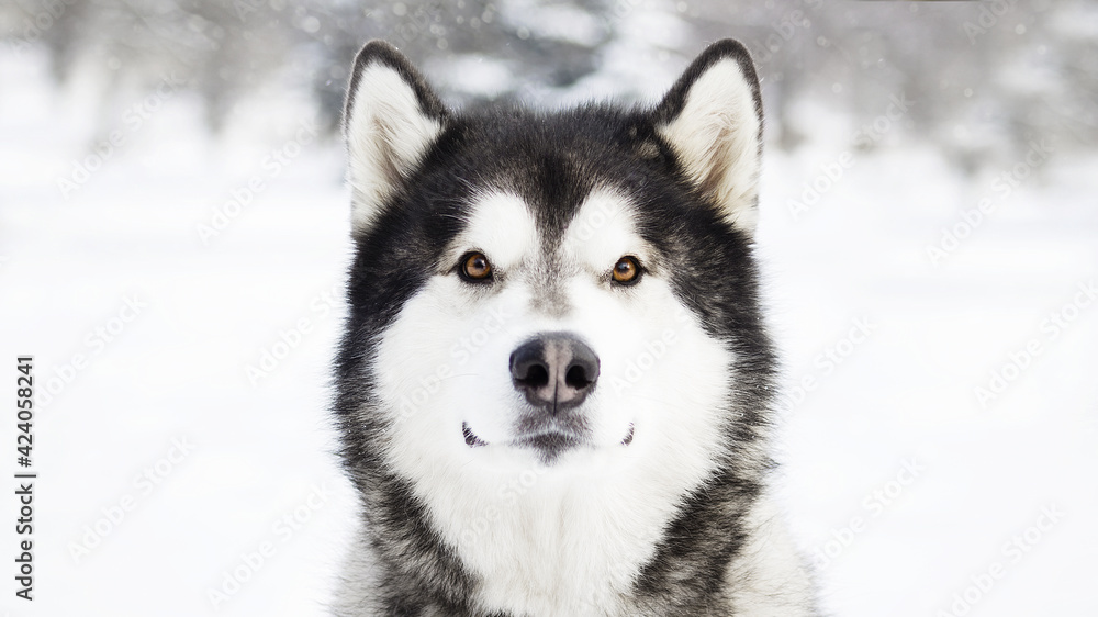 malamute dog play in snow in cold white winter