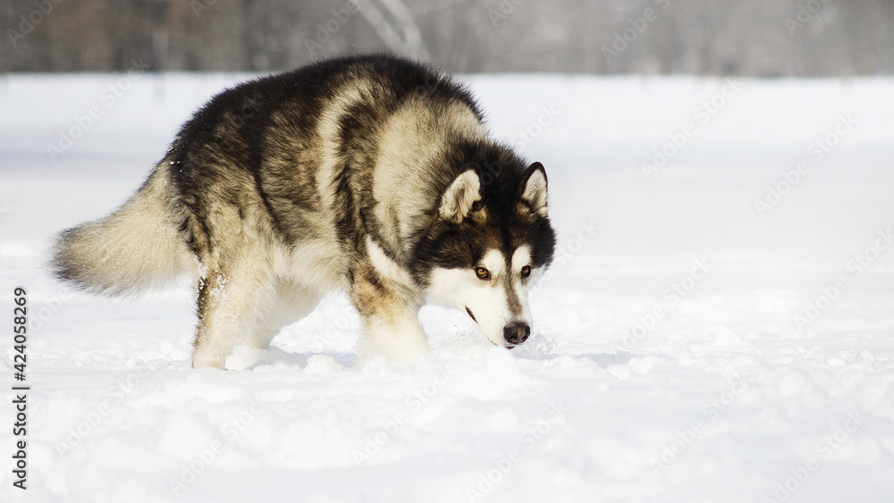 malamute dog play in snow in cold white winter malamute dog play in snow in cold white winter