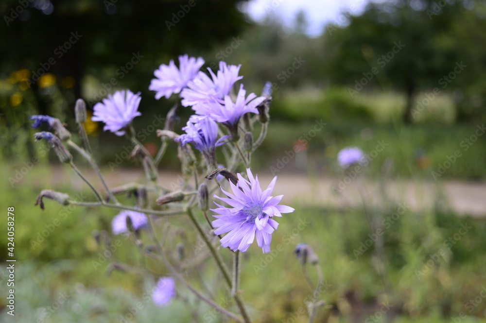 Closeup Cicerbita macrophylla known as common blue-sow-thistle with blurred background in summer garden Closeup Cicerbita macrophylla known as common blue-sow-thistle with blurred background in summer garden