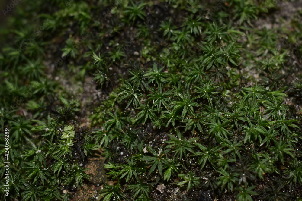 Fototapeta premium green grass background