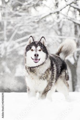 malamute dog play in snow in cold white winter © Krystsina
