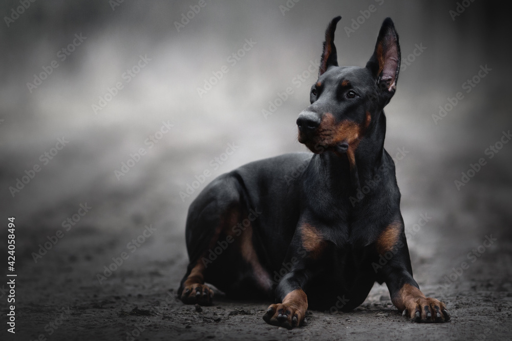 portrait of a black doberman dog in fog grey nature road