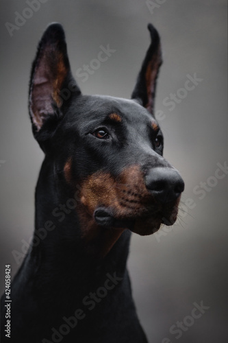 portrait of a black doberman dog in fog grey nature road