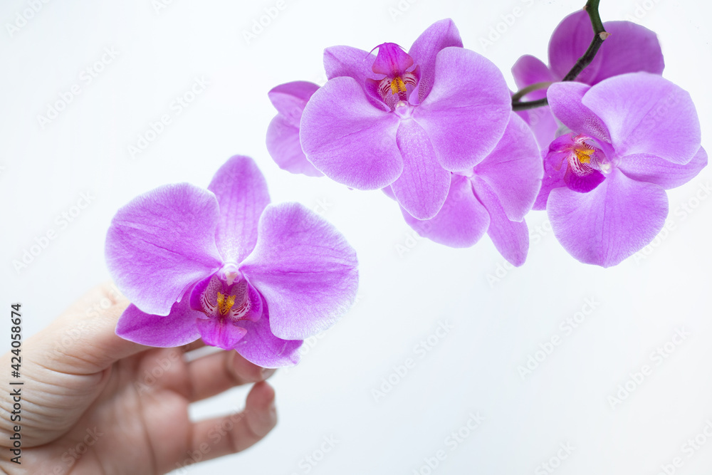 Obraz premium Purple orchid flower phalaenopsis isolated on white background.