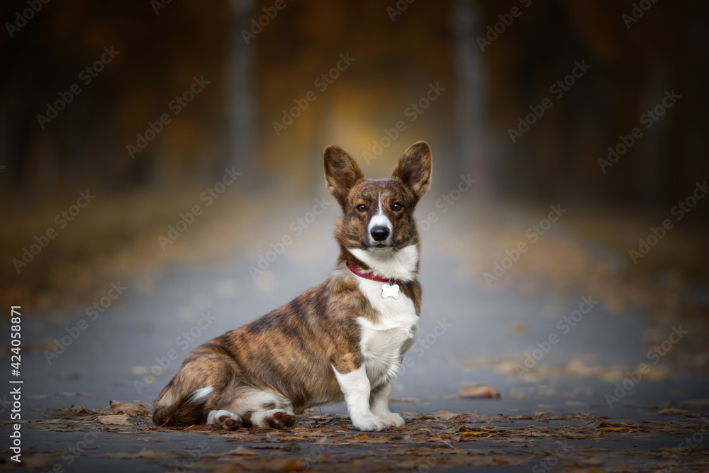 portrait of a corgi dog in autumn nature park