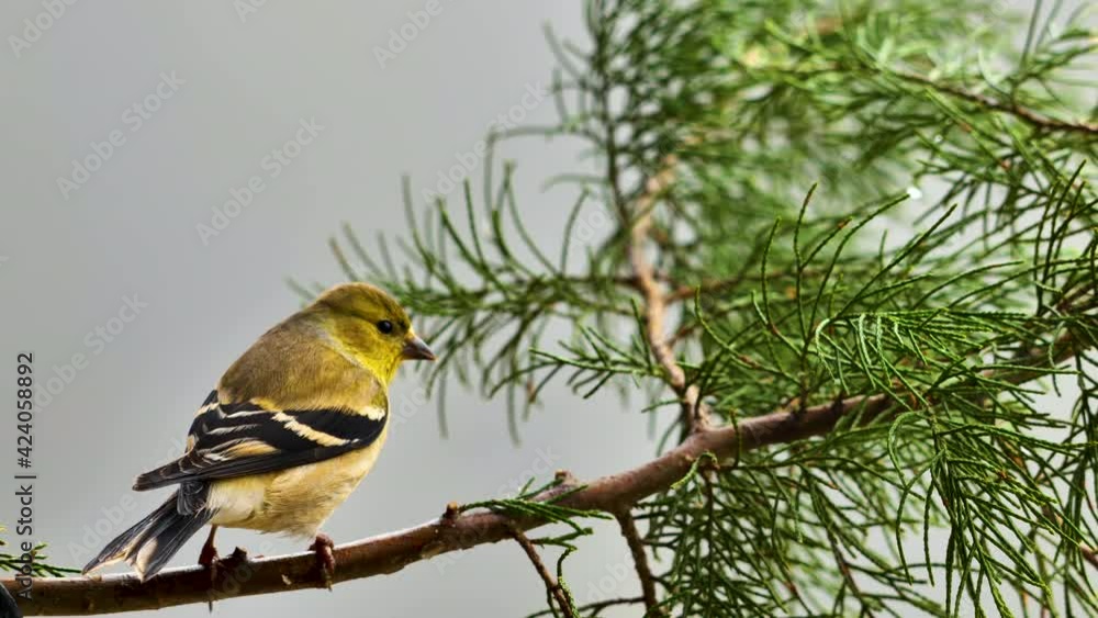 Yellow American goldfinch on coniferous tree branch, close-up