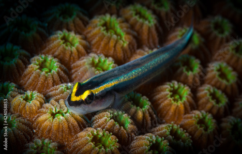 Sharknose Goby (Gobiosoma evelynae) sits on hard corals on the reef off the Dutch Caribbean isalnd of St Martin photo