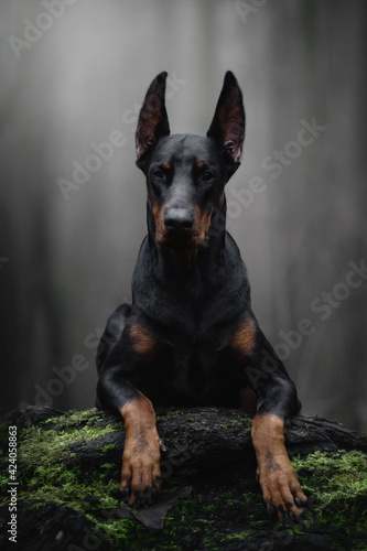 Fototapete portrait of a black doberman dog in fog grey nature road