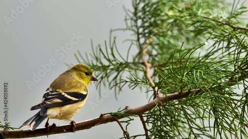 Yellow American goldfinch on coniferous tree branch, close-up