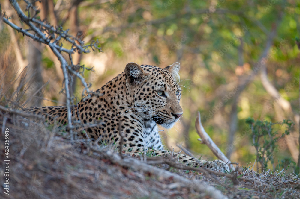 Obraz premium A female Leopard seen on a safari in South Africa