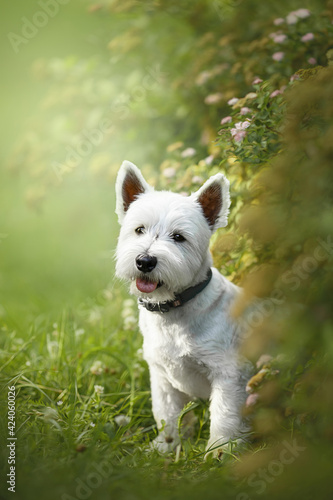 фотографія west highland white terrier dog in green park