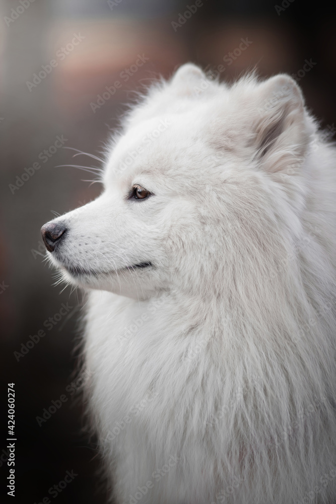 white samoyed dog portrait