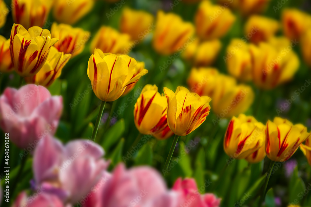 Obraz premium red and yellow tulip