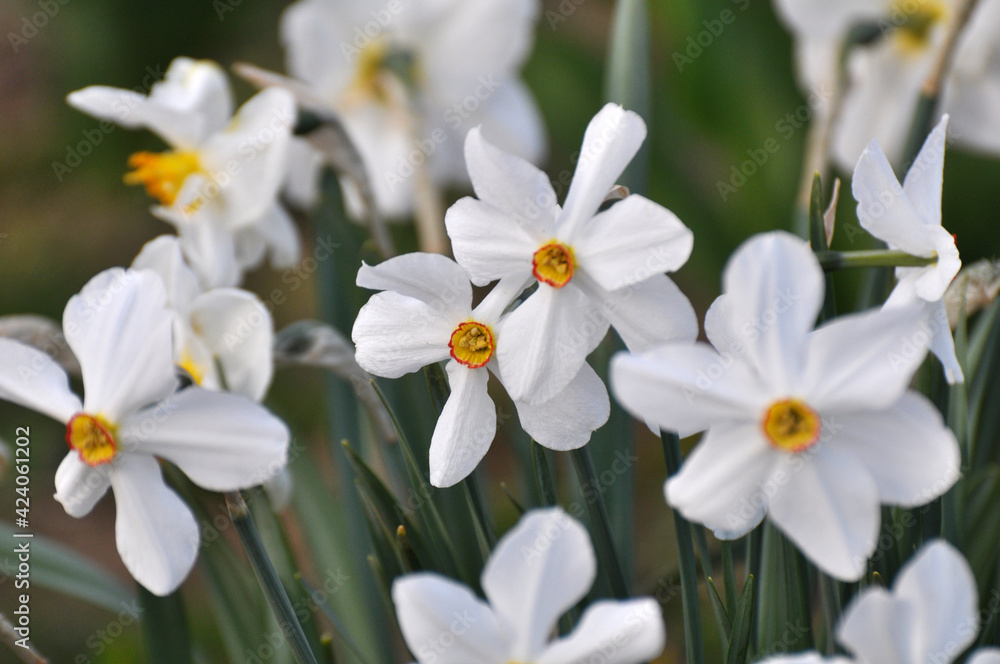 Narcissus (daffodils) bloom in the flowerbed. Narcissus (daffodils) bloom in the flowerbed.