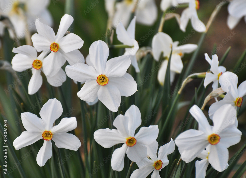 Narcissus (daffodils) bloom in the flowerbed. Narcissus (daffodils) bloom in the flowerbed.