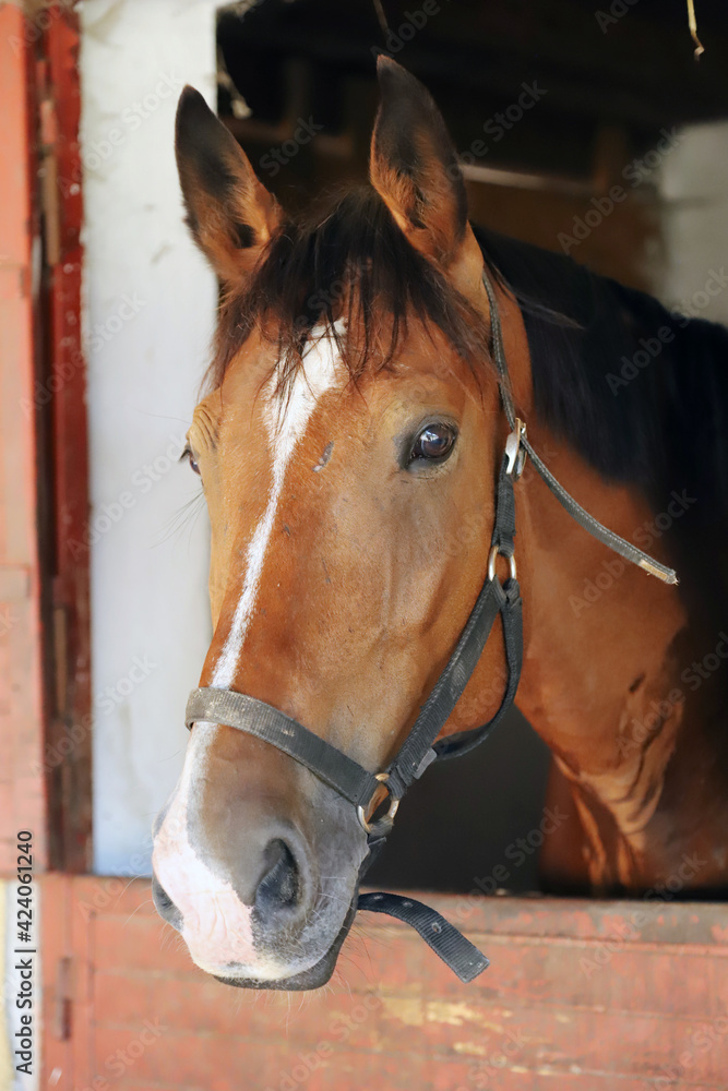 Fototapeta premium Curious young horse standing in the stable door. Purebred youngster looking out from the barn