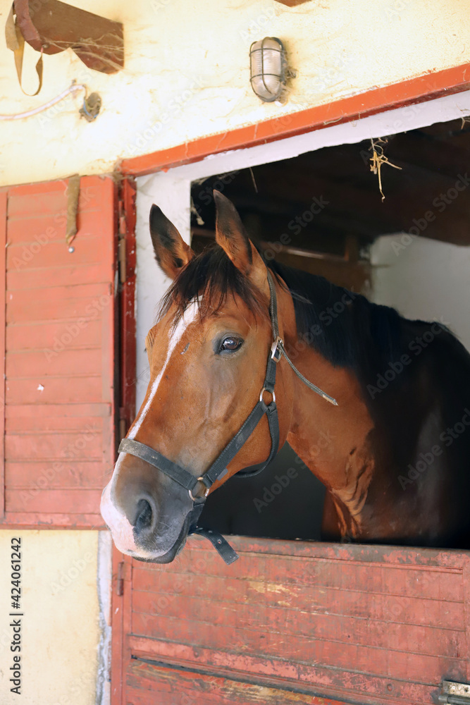 Obraz premium Curious young horse standing in the stable door. Purebred youngster looking out from the barn