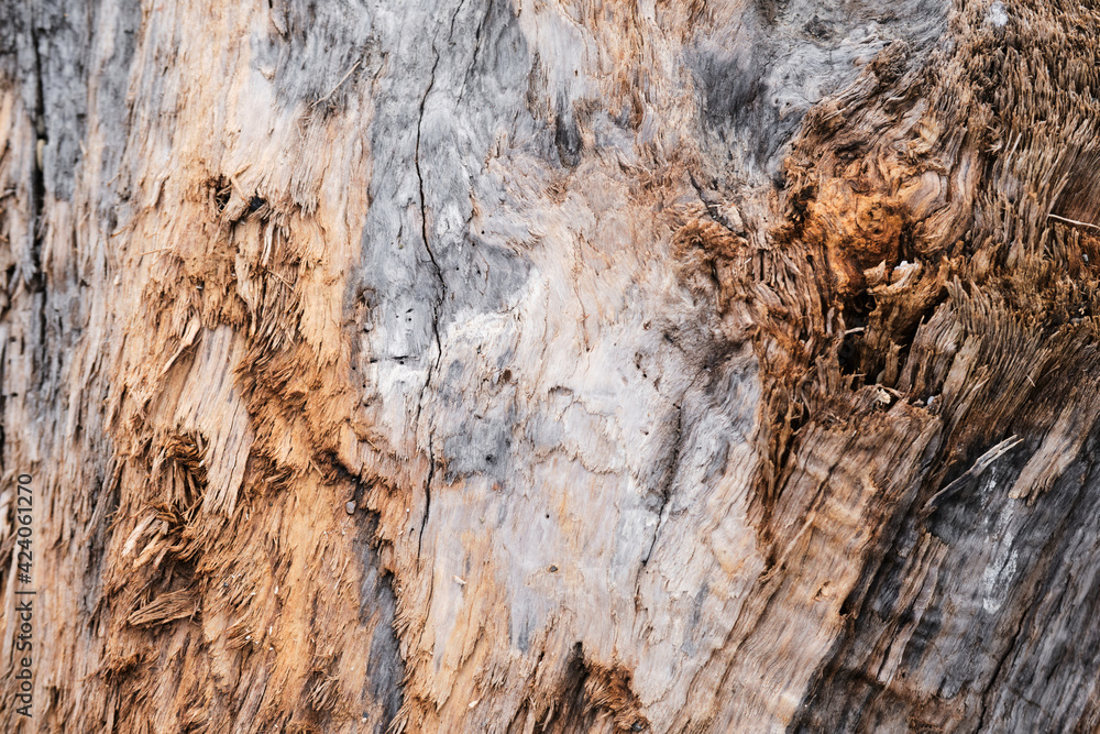 Log close up, sawn tree side view of sharp parts of felled log. Wood textured wall for background or design. Old stump texture. Log close up, sawn tree side view of sharp parts of felled log. Wood textured wall for background or design. Old stump texture.