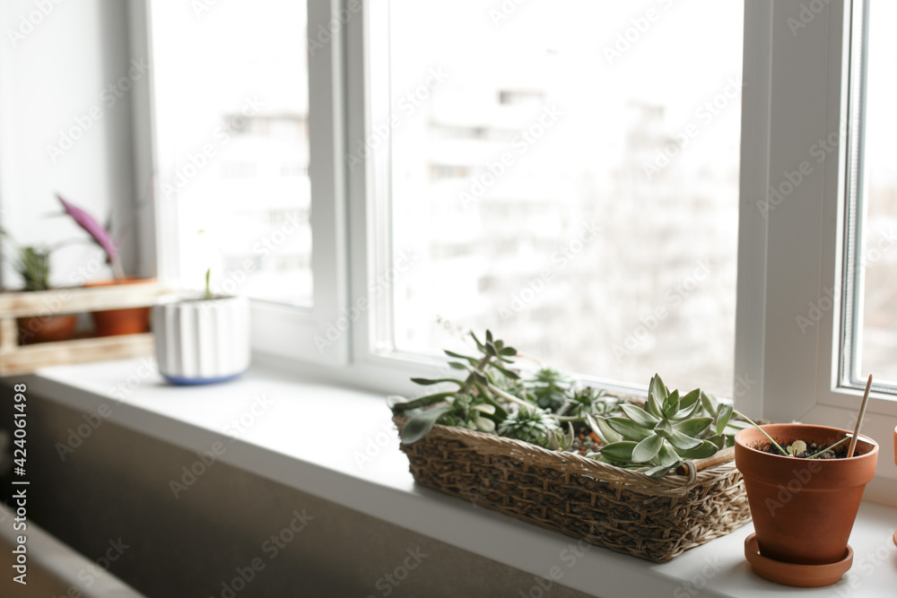 Plants in pots on the windowsill.