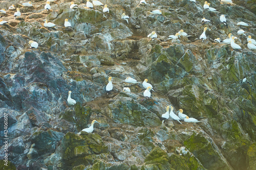 Colony of northern garnet on the rock of island in Ireland. Wild bird in the wild. photo