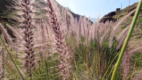 spikes moving in the breeze