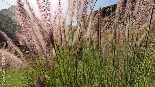 spikes moving in the breeze