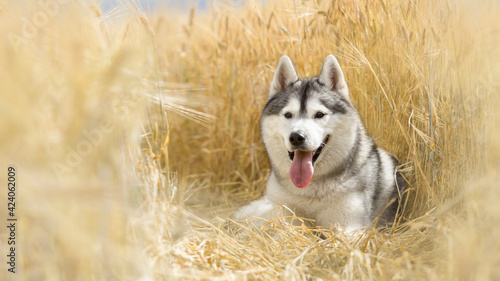 siberian husky dog in wheat field