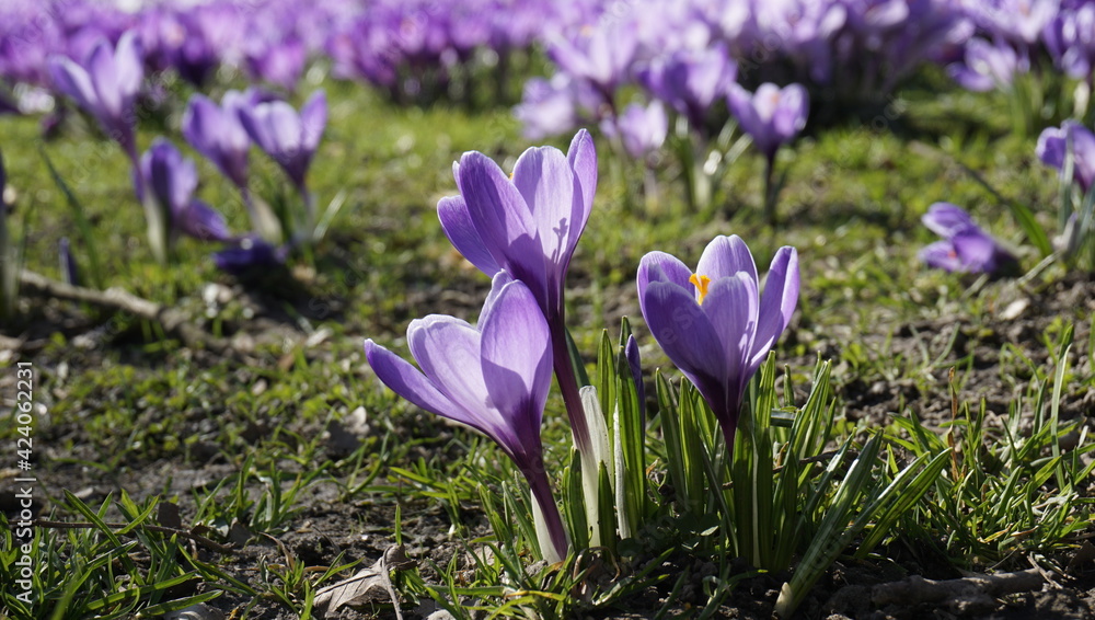 Violet crocuses. Beautiful flowers close-up. Violet crocuses. Beautiful flowers close-up.