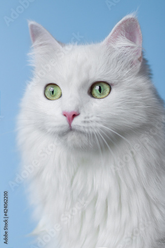 white cat on blue background