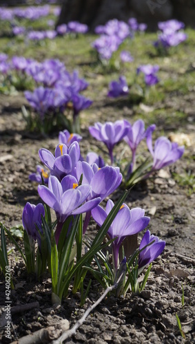 Violet crocuses. Beautiful flowers close-up.  