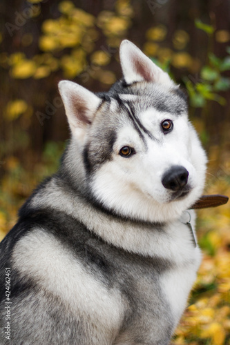 siberian husky dog in autumn nature park