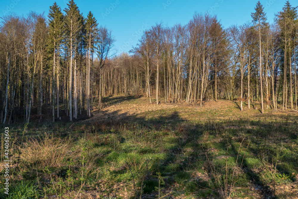 Wiederaufforstung nach Kahlschlag im Mischwald Wiederaufforstung nach Kahlschlag im Mischwald