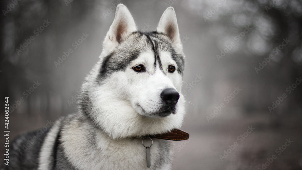 siberian husky dog in autumn fog grey nature