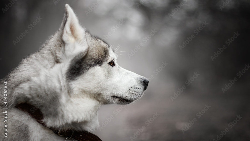 siberian husky dog in autumn fog grey nature