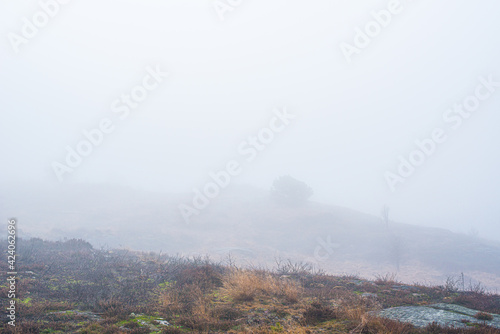Heavy fog in a forest clearing. © Trygve